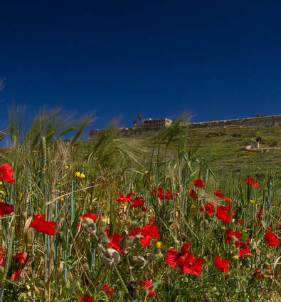 Blue skies and red poppies on Gozo in winter.