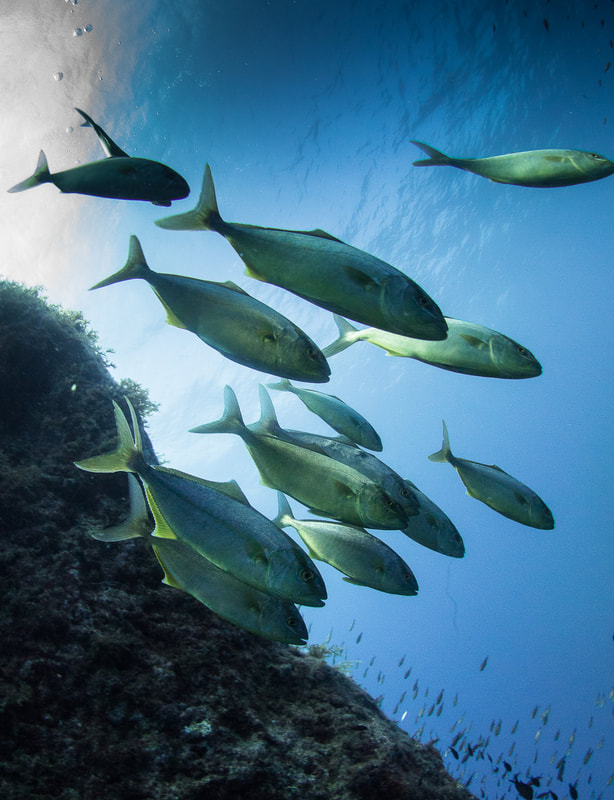 Photo of a school of Amber Jacks taken on a guided dive on Gozo Malta