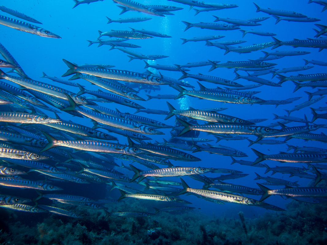 School of baracuda photographed during a dive on Gozo