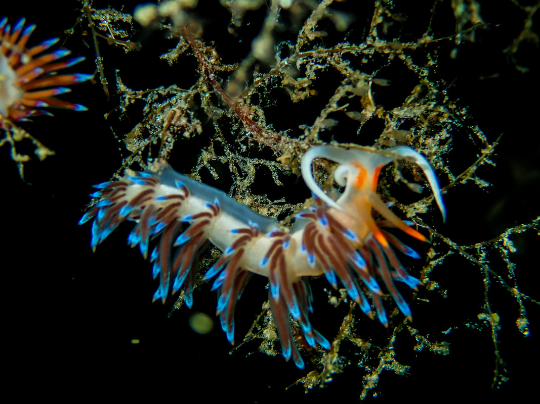 Photo of a Flabellina taken on a guided dive on Gozo Malta