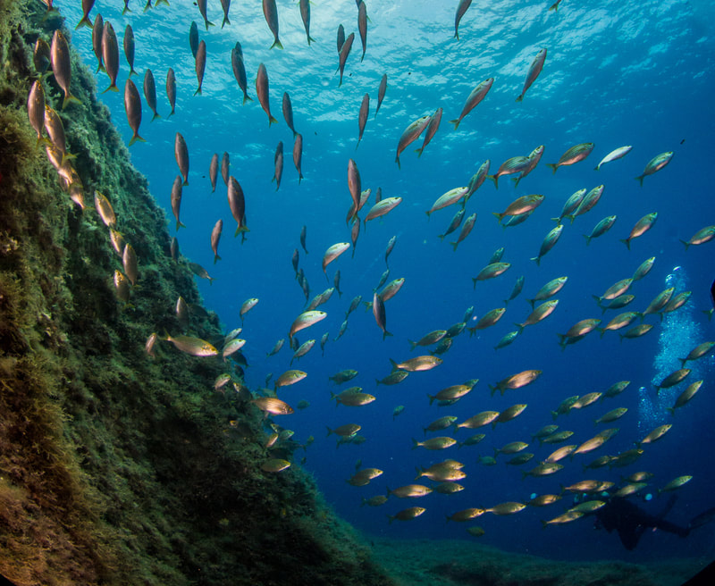 Photo of a School of Cow Bream during a try dive on Gozo, Malta.